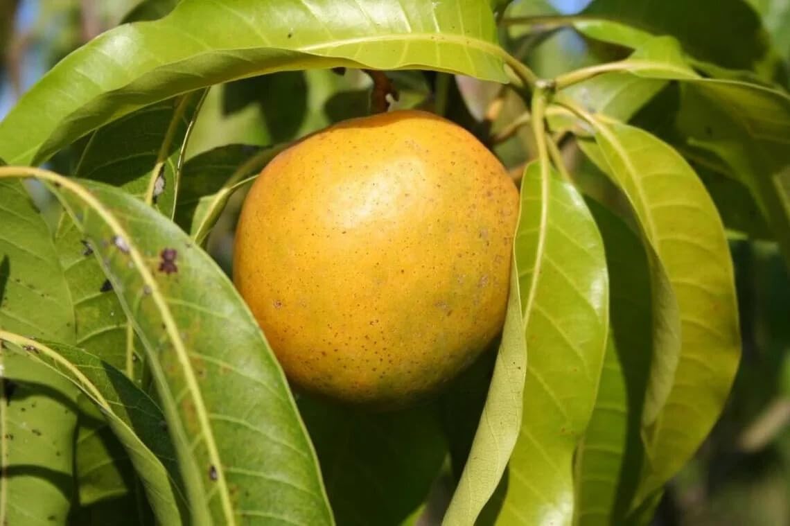 Live Plant - Grafted ‘ Cubano’ Mango Tropical Big Fruit Tree 2′-3′ feet Tall