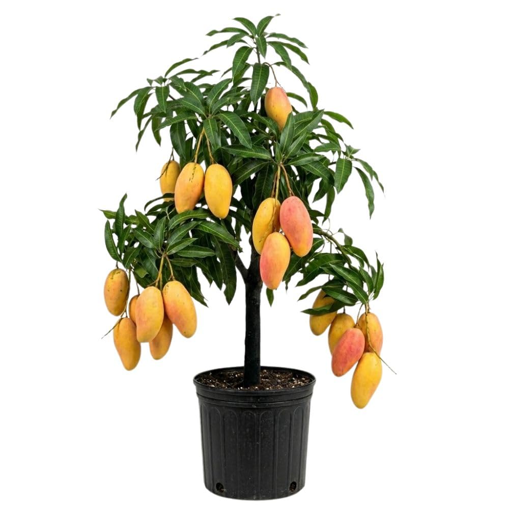 Long Mango Tree 2-3ft Tall in 3 Gallon Pot for Outdoor Planting, Mango Plant Live, High Yield Tropical Fruit Tree, No Ship to CA