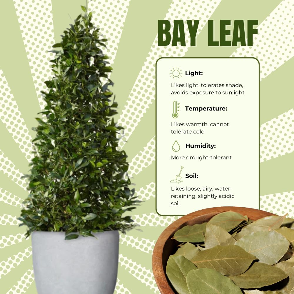 9 Months Old Bay Leaf Tree Live Plant, No Pot Bay Laurel Plants Tree Live for Outdoor Planting, 5-8" in Tall, Fragrant Laurus Nobilis Live Plant