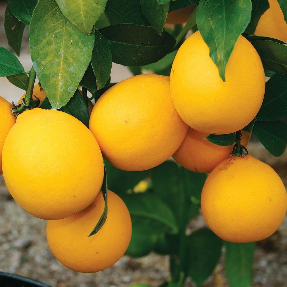 Live Plant - Meyer Lemon Tree - 26-30" Tall - Live Fruit Plant - Gallon Pot - Citrus × meyeri