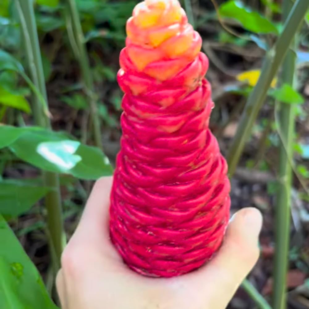 12 Zingiber Zerumbet Awapuhi Shampoo Ginger Roots, Red Pinecone Ginger Rhizomes for Outdoor Planting