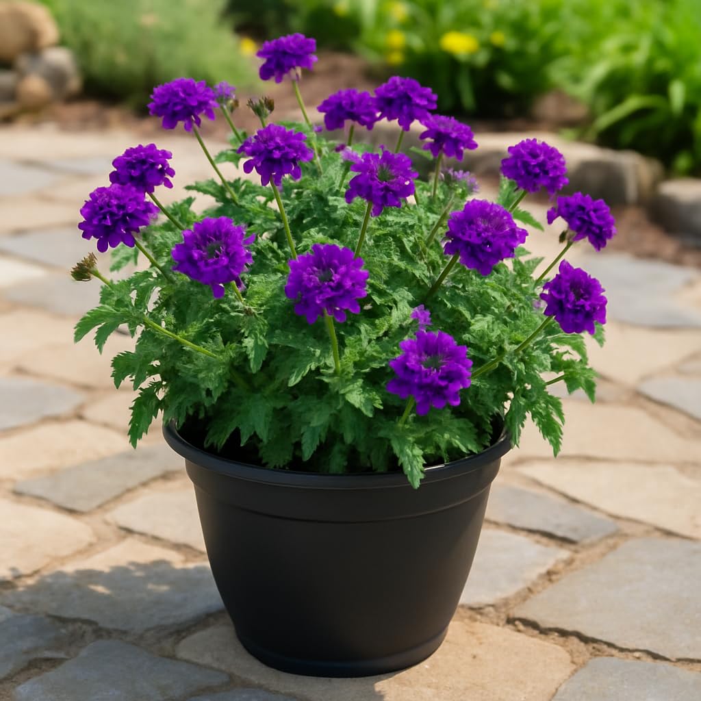 Perennial Farm Verbena x 'Homestead Purple' – Live Perennial in #1 Container, Deep Violet Blooms, Spreading Groundcover, Long Blooming, Heat Tolerant, Perfect for Borders, Containers & Pollinators