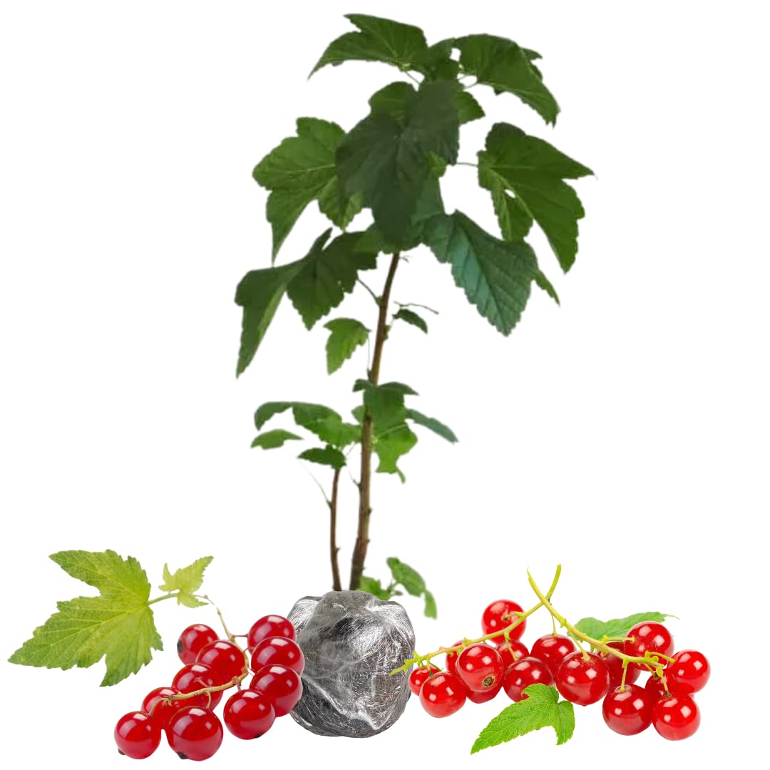 Red Currant Bush Live, Red Currant Plant Live 5-9 Inch Tall, Currant Berry Fruit Tree Well Rooted