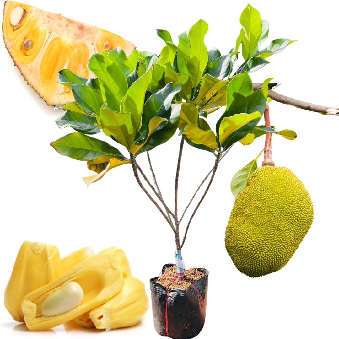 1 Year Old Jackfruit Tree Live Plant in Pot, 8-14" in Tall, Yellow Sweet Jackfruit Tropical Fruit Trees for Outdoor Planting