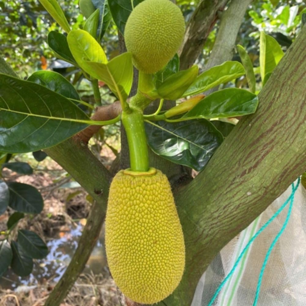 Jackfruit Tropical Live Plant 2-3 Feet in One Gallon Pot, Sweet Jackfruit Fruit Tree for Planting Outdoor, Tropical Jackfruit Fruit Plant for Indoor Outdoor Garden or Landscape