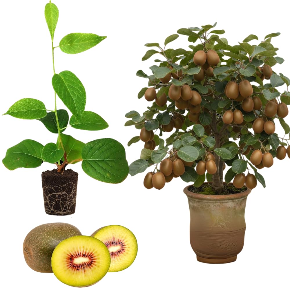 Kiwi Plant Live Male, Hardy Kiwi Berries Well Rooted Starter Plant, 5-9" Height, Kiwi Vine