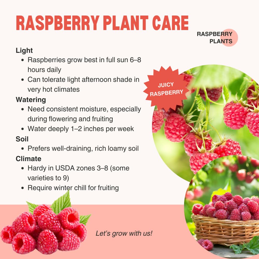 2 Red Thornless Raspberry Plants Live, Sweet Raspberry Bush Shrub to Grow, Well-Rooted 4-8" in Tall, Cold Hardy