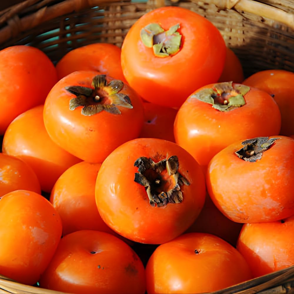 (No Ship to CA) 2 Persimmon Tree Live Bare Root Seedlings, 1-2ft Tall, Cold-Hardy Fruit Tree, Low Maintenance Choice for Home Gardening, Dormant Plant