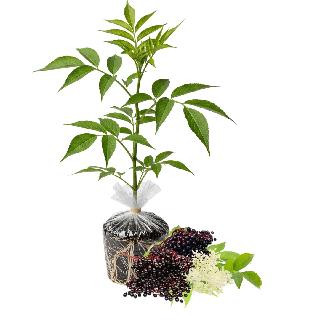 Sweet Elderberry Plant Live Tree 1 Year Old, Perennial Fruiting Shrub, 6-10" in Tall, Spring Planting Outdoor