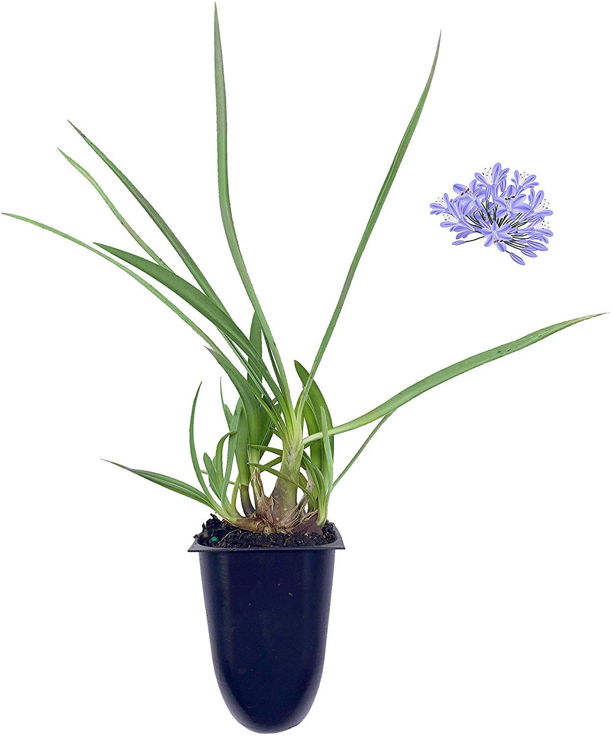 Dwarf Lily of The Nile - Agapanthus Peter Pan - 3 Live Plants - Evergreen Perennial