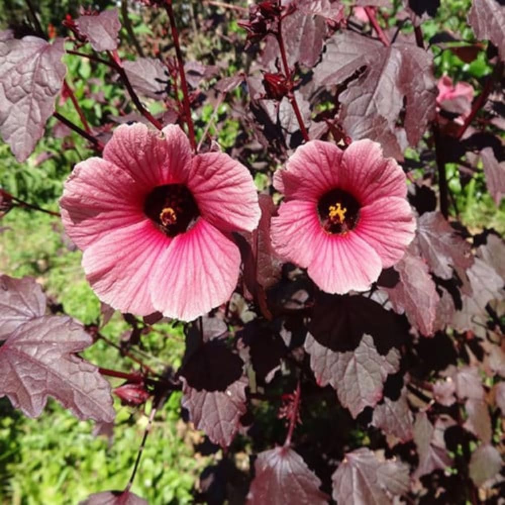 Pack of 2 Cranberry Hibiscus Plants Live, Red Hibiscus Plants Live for Flowering, 4-6" Tall