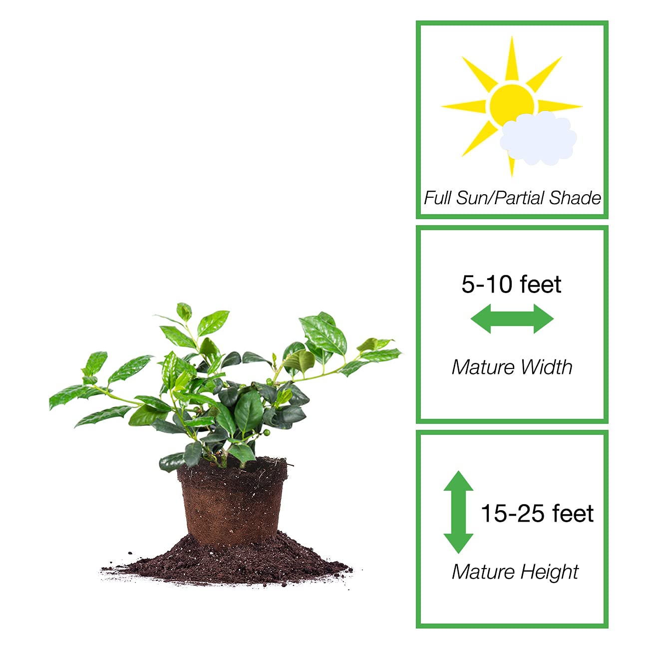PERFECT PLANTS Nellie Stevens Holly 1 Gal. Pot | Fast Growing Privacy Evergreen| Easy to Maintain, Glossy Green Foliage