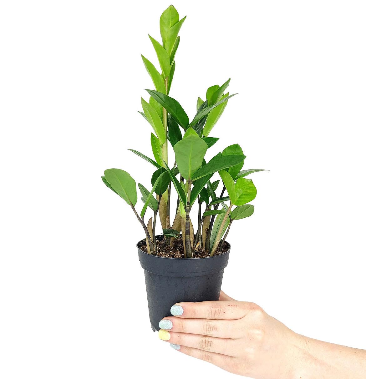 ZZ Plant (4 inch) - Lucky Houseplants - 4/6 inch Unique Live Decorative Houseplants - Easy to Care Indoor Plants, Perfect for Office, Home & Feng Shui Decor