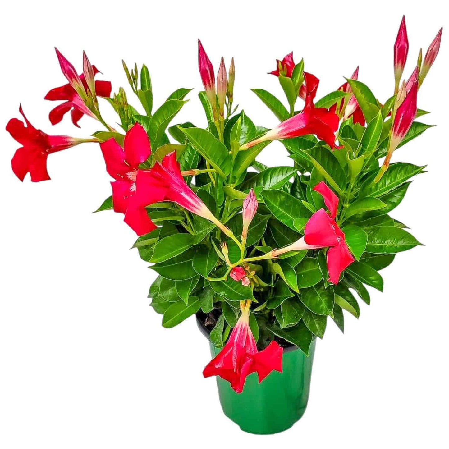 Coral Dipladenia Bush - 14 inch Overall Height, 1 Gallon - Live Flower Plant - Tropical Plants of Florida
