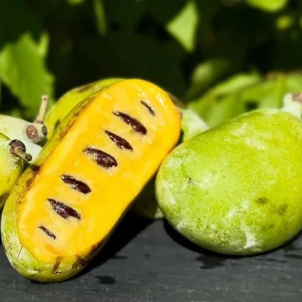 Live Pawpaw Tree 6-15 Inch Tall, Paw Paw Plant for Outdoor Planting, Quart Pot, Cold-Hardy Fruit Tree for Home Orchard