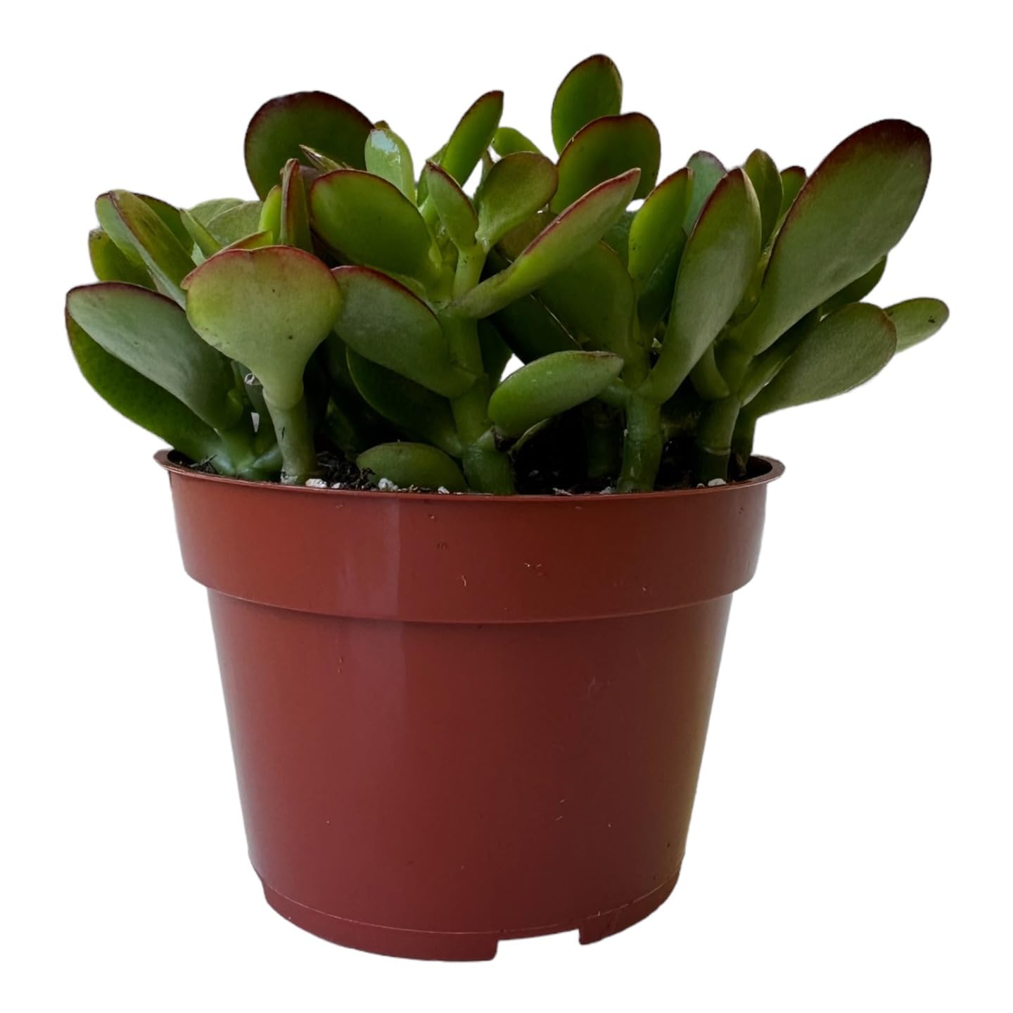 Live Plant, Jade Plant, Crassula Ovata 4 inch Pot - Succulents - Hopewind Plants Shop