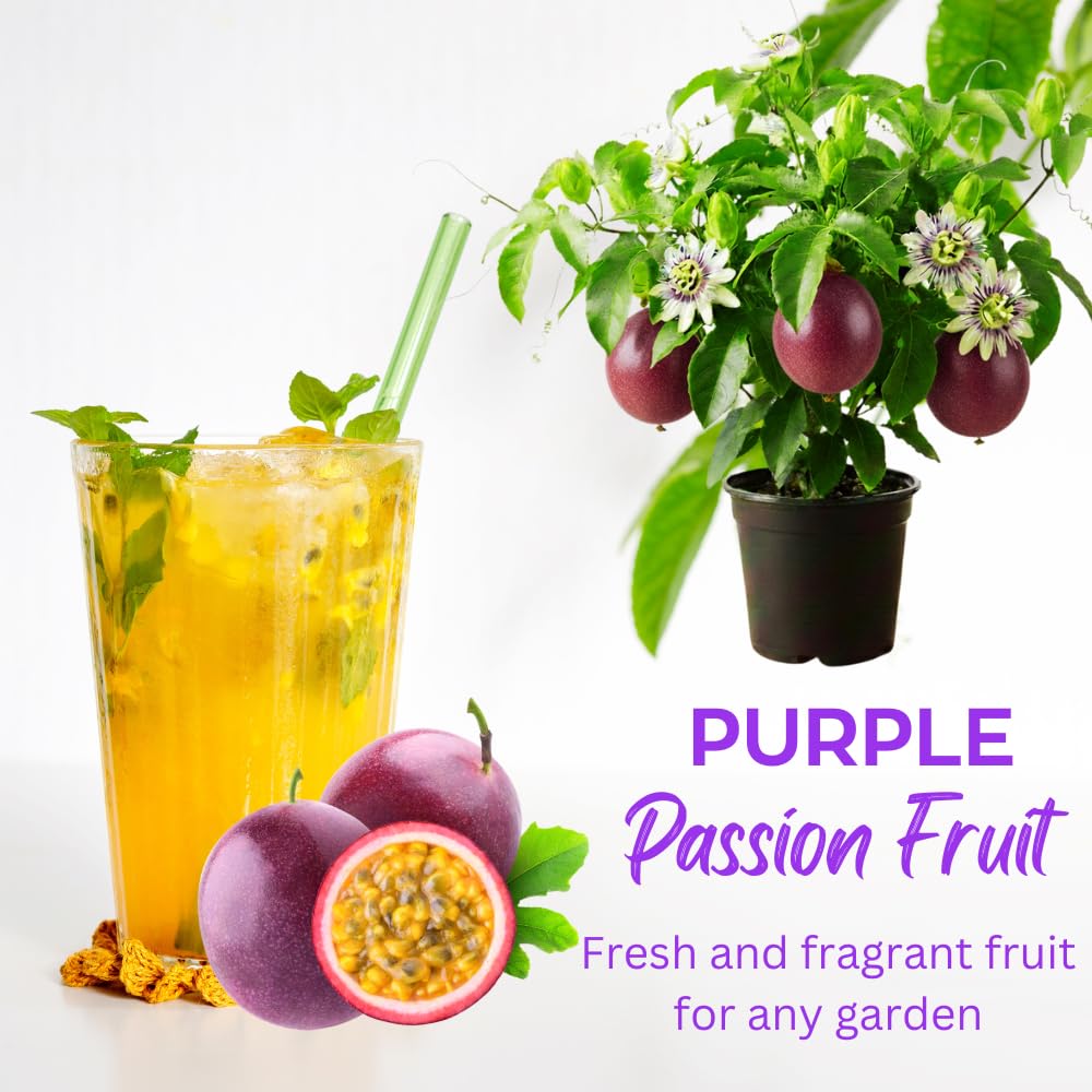Passion Fruit Plant Live, Fragrant Passion Fruit Tree Live Plant, Edible Fruit Bearing Vine, Perennial Tropical Plant for Outdoor Gardening, 4-6 Inches Tall (Purple Passion Fruit)