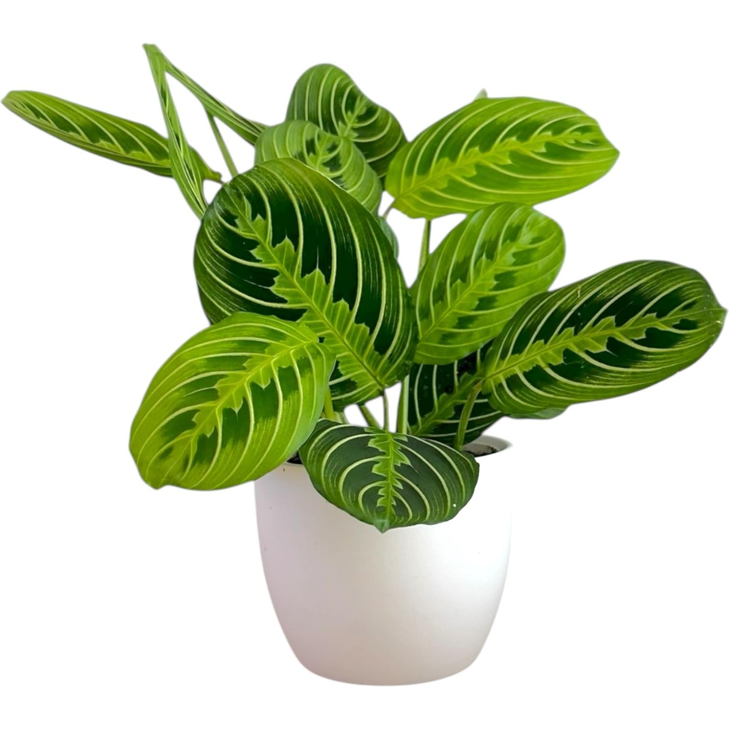 Live Plant, Lemon Lime Maranta Prayer Plant, Pet Friendly, Air Purifying Plant, Easy Care, Easy to Grow Live Indoor Plant, Houseplant, Rare Indoor Plant, Home Décor Pot (White)