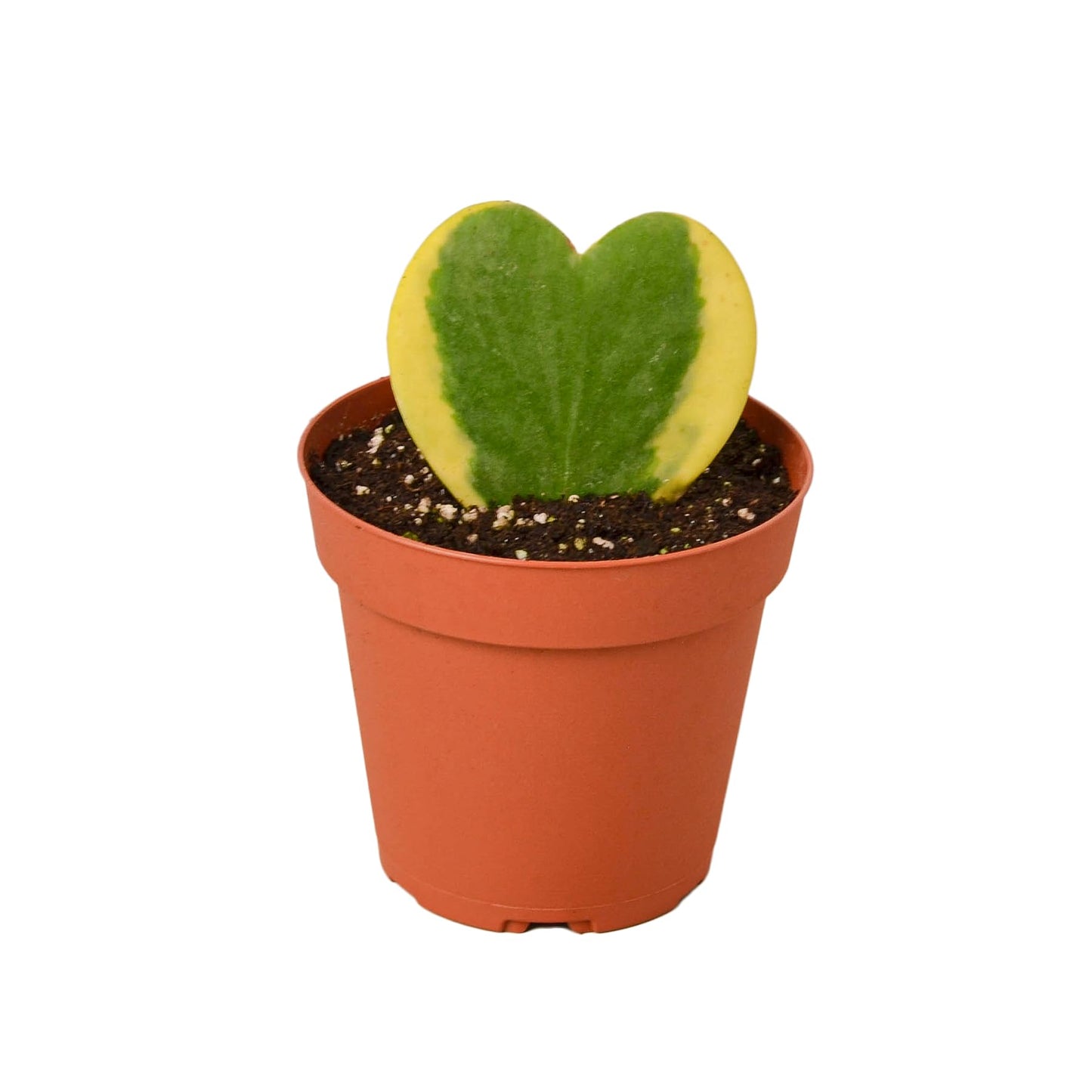 Hoya 'Sweetheart Variegated' | Live Plant for Indoor & Outdoor | for Living Room, Office, Bathroom | (3" Pot)
