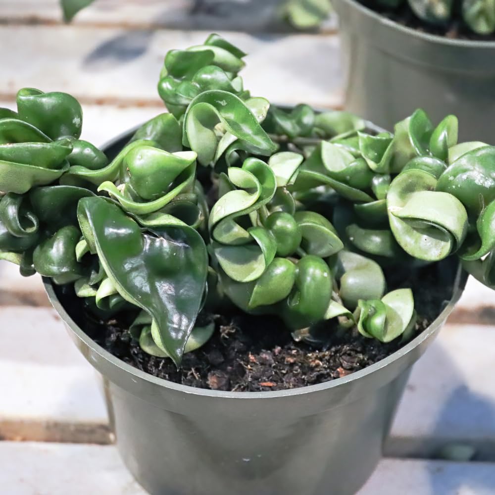 Hoya Rope Plant, 4 Inch Pot, Hoya Plants Live Houseplants Indoor Outdoor, Perennial Vine Plants
