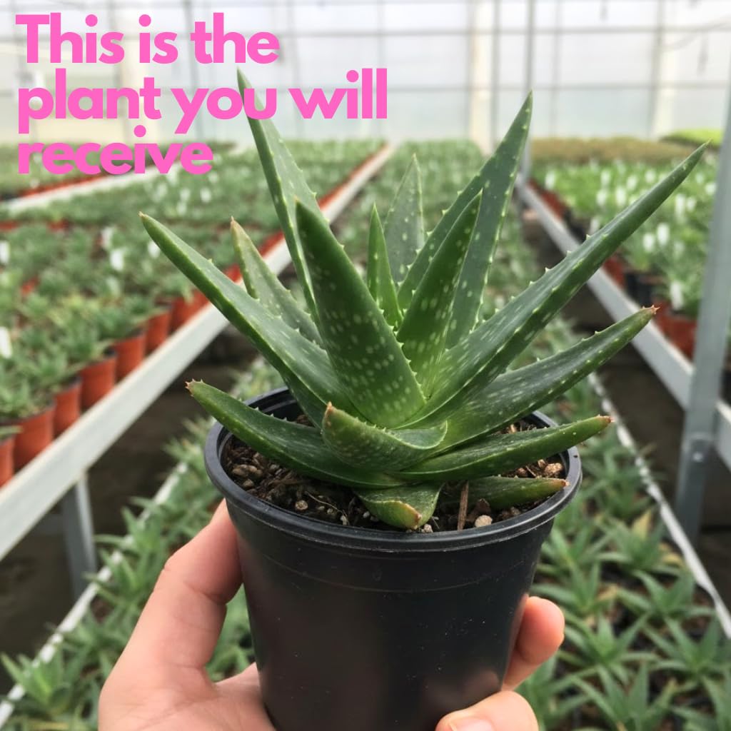 Aloe Vera Aloe Vera Plant for Garden in Size 4 Inch Pot | Vibrant, Low-Maintenance Aleo Plant for Patio, Balcony & Indoor Spaces | Perfect for Beginners & Green Home Styling