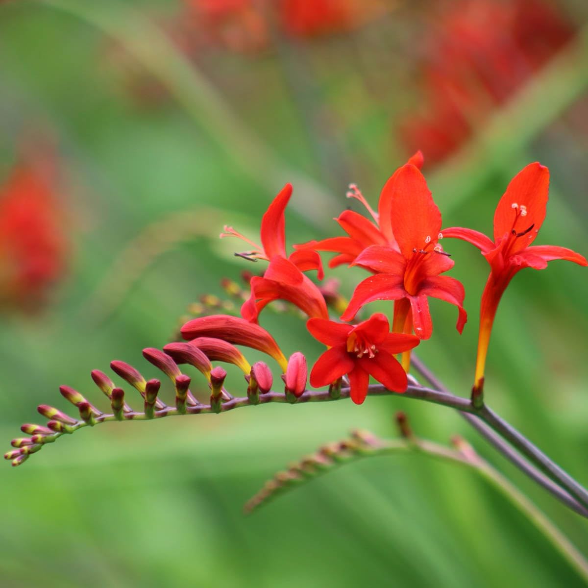 BRECK'S - Summer Flowering Fire King Crososmia Bulbs - Each Offer Includes 12 Dormant Bulbs per Offer