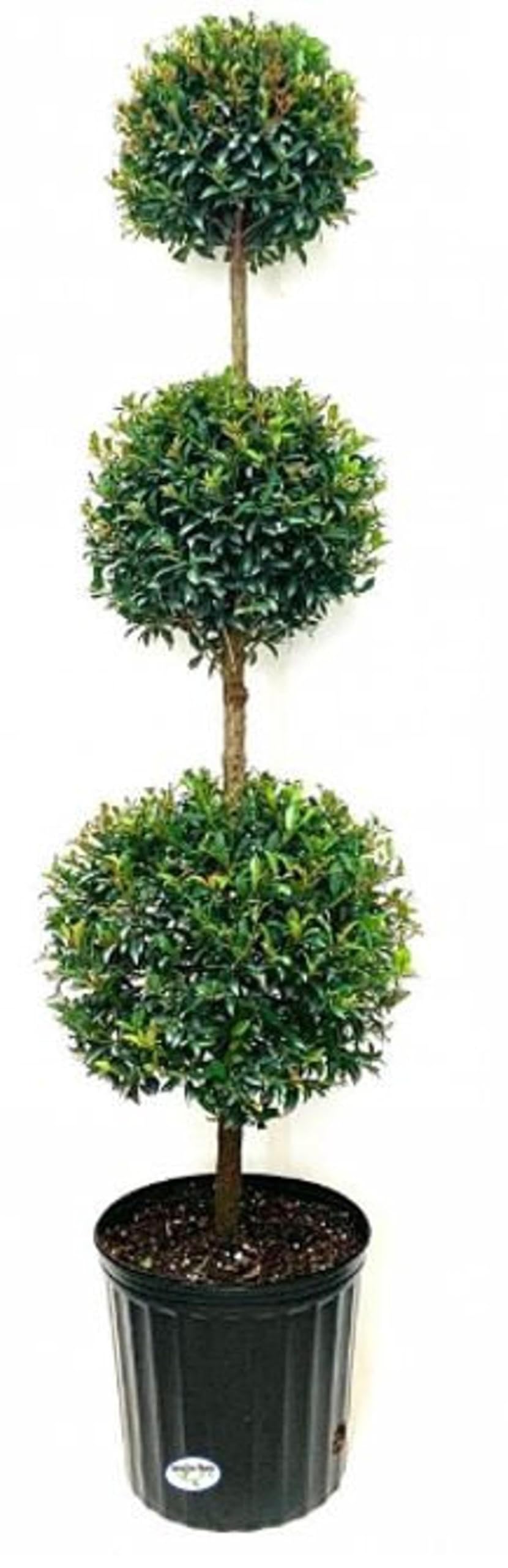 RedCrocus - RedCrocus Dwarf Brush Cherry Eugenia myrtifolia 'Globulus' - Compact Evergreen Shrub for Containers & Gardens, Pet-Friendly, Pollinator Attractant 14" Pot