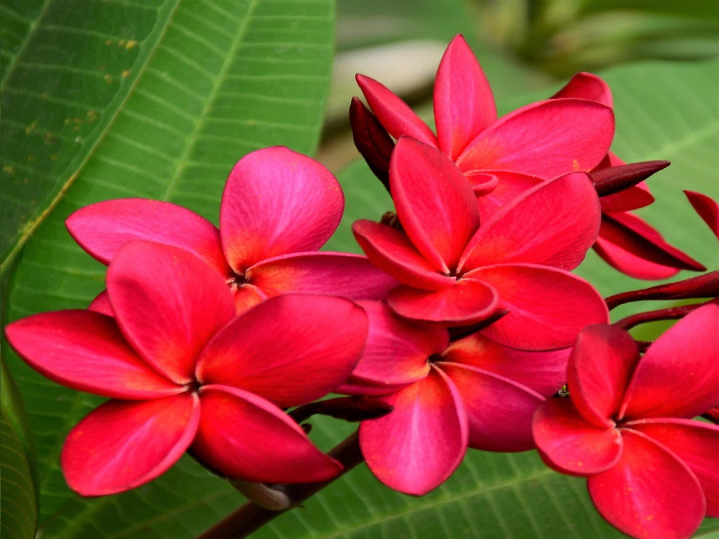 2 Hawaiian Red Plumeria Cuttings Grown in Hawaii