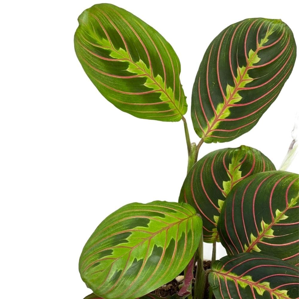 Hopewind Plants Shop, Red Prayer Plant, Red Maranta, Gorgeous Live Indoor Plant, Easy to Care and Rare Variety 4 inch Pot