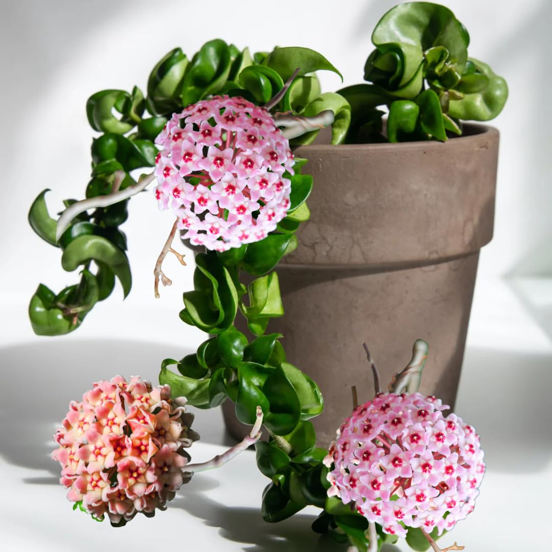 Hindu Rope Hoya Plant Live, Pink Flower Curly Leaf Succulent Vine Leaves, Outdoor Indoor Houseplant Decor, Hoya Hindu Rope