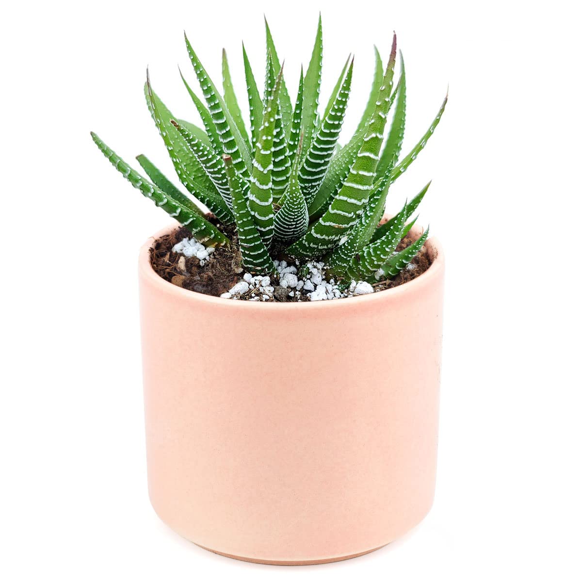Haworthia Zebra Spiky Succulent Plant with Care Guide - Best Indoor Plants - Easy to Grow Succulents - Gift Ideas for Plant Lover - Low Light Succulents (4 inch)