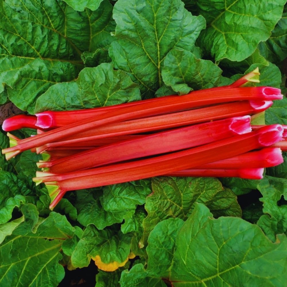 5 Large Rhubarb Plants Roots for Planting, Rhubarb Plants Live Roots for Planting, 3 to 5 Inc Tall, Backyard Gardens