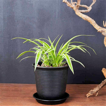 KAHEIGN 6Pcs Plastic Flower Pots, 15.5cm Thicken Plant Pots Plant Container Indoor Gardening Pot with Drainage Pallet (Black)