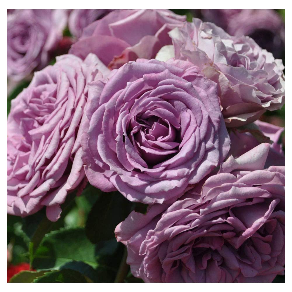 Arborose Quicksilver Climbing Rose Bush - Fragrant Purple Lavender Flowers, Own Root Live Plant, 1.5 Gallon Potted, Hardy Zones 5-9, Repeat Blooming, Stargazer Perennials