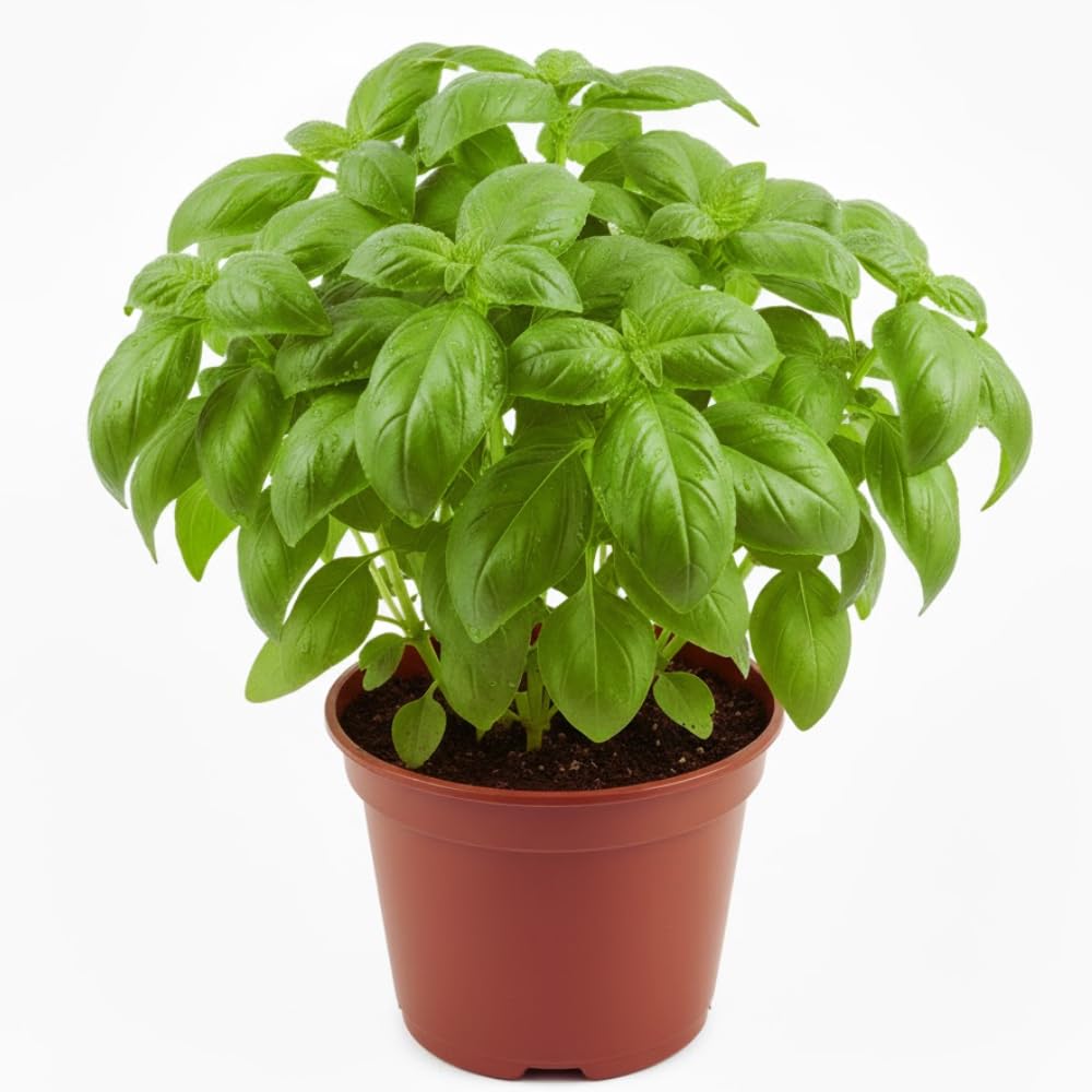 4 Sweet Basil Plants Live, Large Leaf Basil Plants, Basil Herb Plant Indoors Outdoors