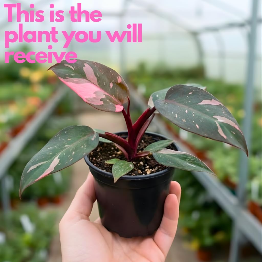 Pink Princess Philodendron Live Plant | Easy Plants Live Houseplants with 4 Inch Pot | Philodendron Pink Princess Plant for Indoor Home & Office