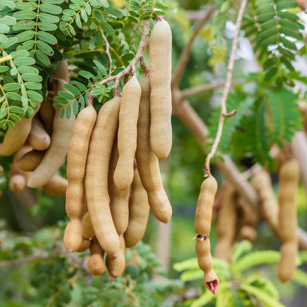 Sweet Tamarind Plant Live, Tamarind Tree, Perennial Tamarinds Fruit Tree, Fragrant and Edible Fruit for Planting, Well Rooted 2-3 Feet Tall in One Gallon Pot