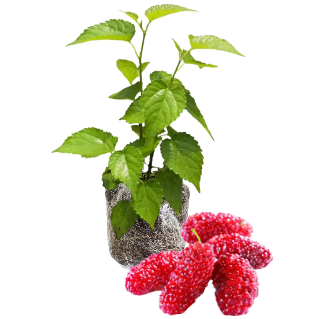Mulberry Tree Live Plant 5 to 8 Inch Height, Everbearing Mulberry Bush Live Plant to Grow, Mulberry Plant Live (Red Mulberry)