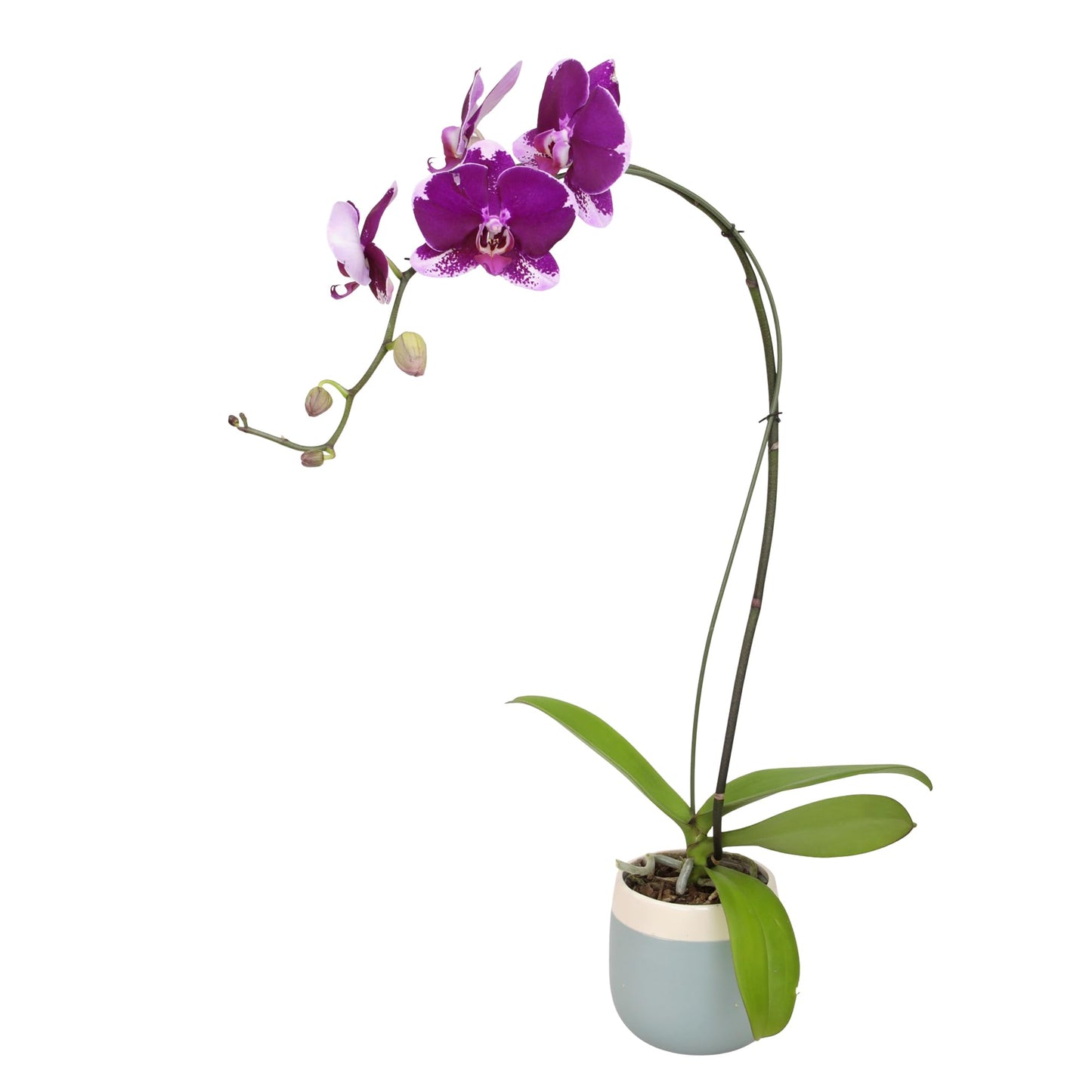 Large Purple Live Orchids Blooming in 5" Blue & White Orchid Pot, Pet Friendly Live Plant Gifts for Plant Lovers, Approx. 22"+ Tall, Real Houseplants, Phalaenopsis Moth Flowers by Plants for Pets