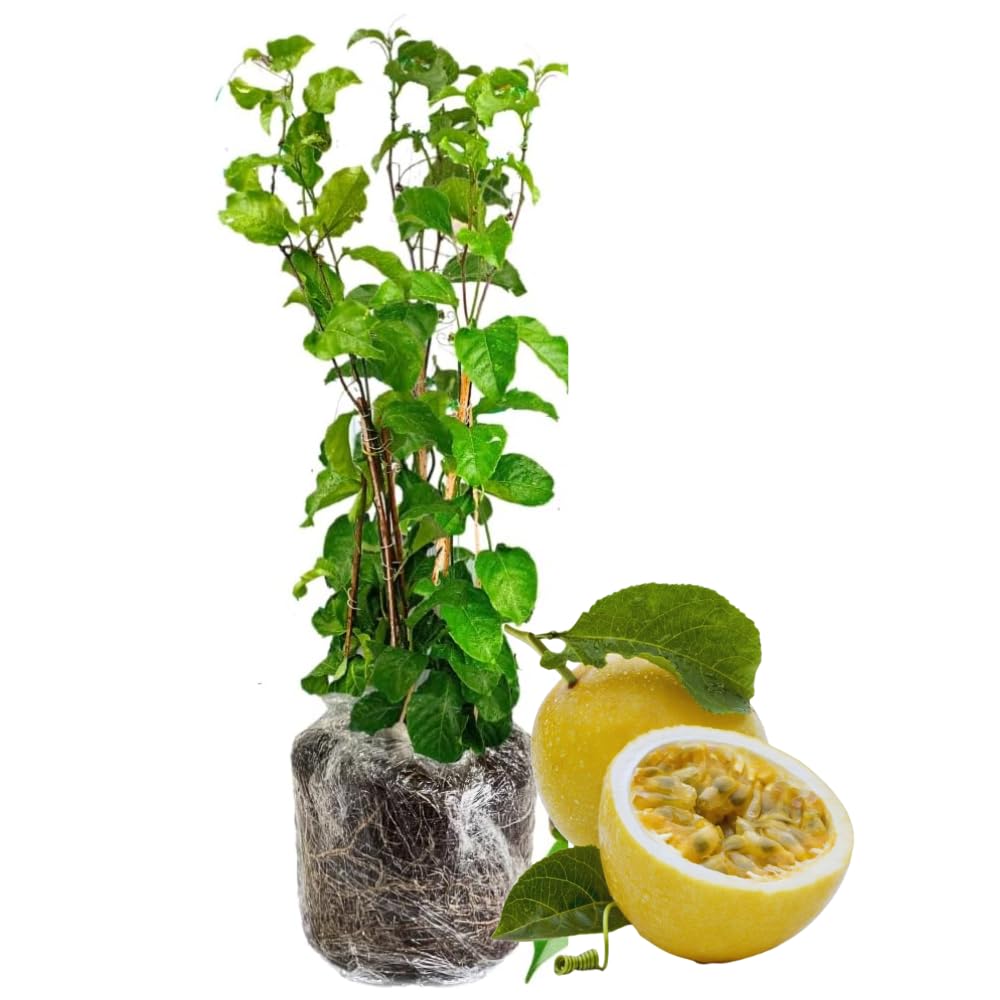 Passion Fruit Tree Live Plant, Passionfruit Vine Plant, 5 to 7 Inc in Height, Passionfruit Plant Live Planting (Yellow)