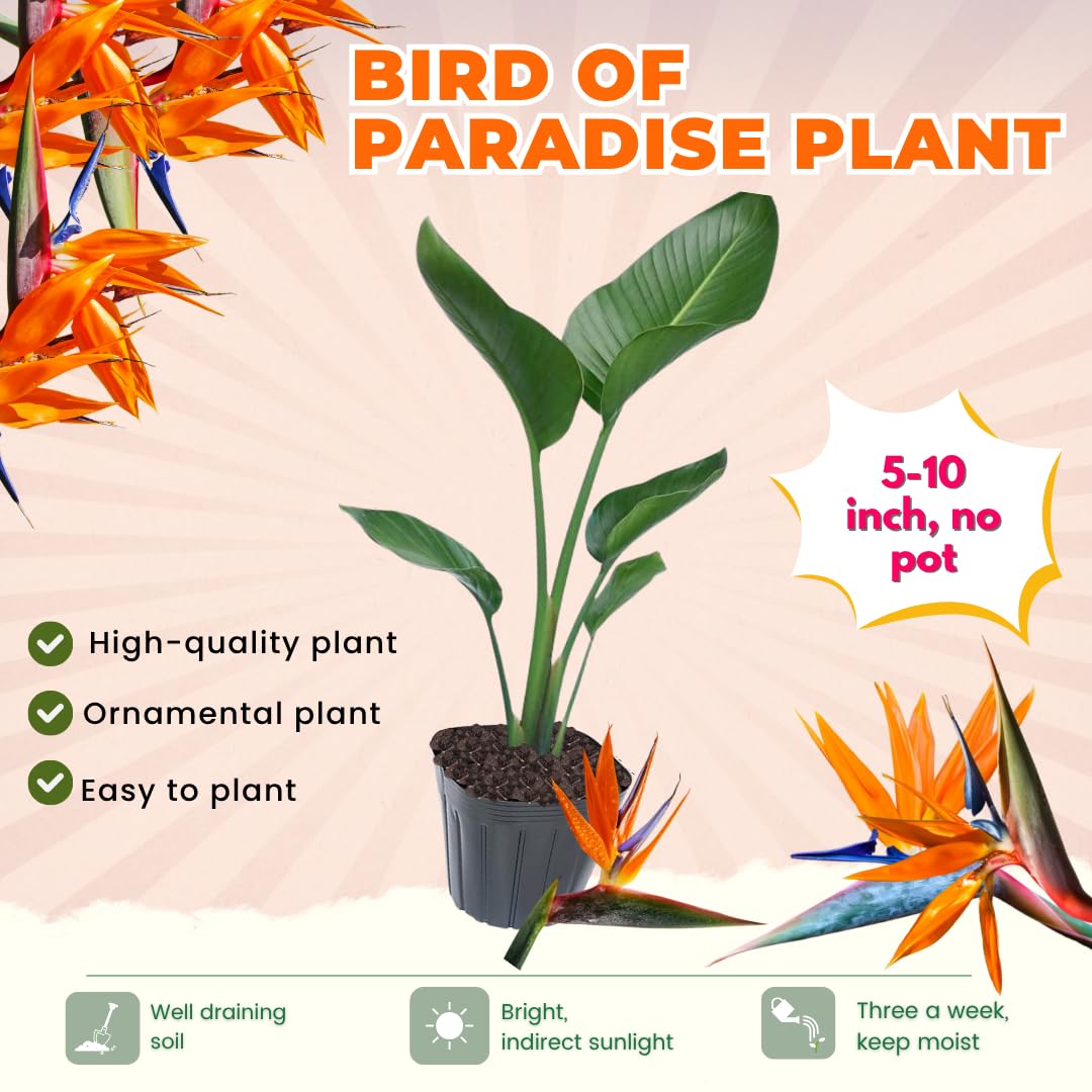 Bird of Paradise Plant Live for Planting, 5 to 10 Inches Tall, Tropical Strelitzia Reginae Bird of Paradise Live Plant (Orange Bird of Paradise)