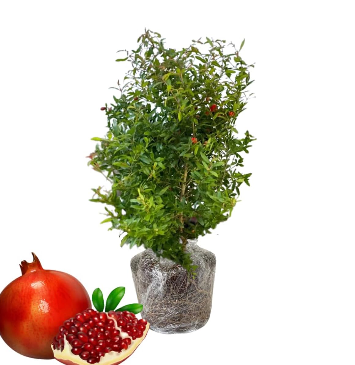 Pomegranate (Punica granatum) (Granada) Tropical Live Fruit Tree (10”to24”) Plant