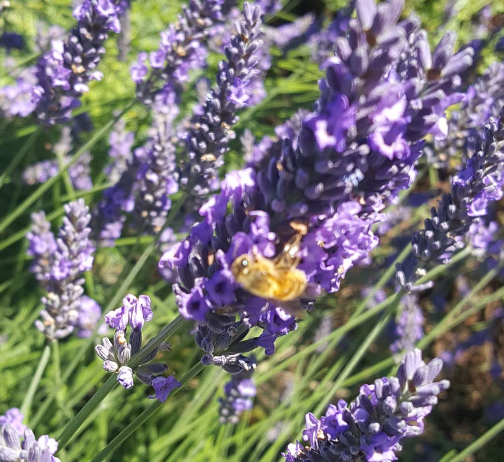 L+ French Provence Lavender — 4 Live Plants in 4" Pots — Blue-Purple Flowers — Fragrant, Bee-Friendly, Drought & Deer Resistant Perennial — Zones 5–9 — Grown in Sequim, WA