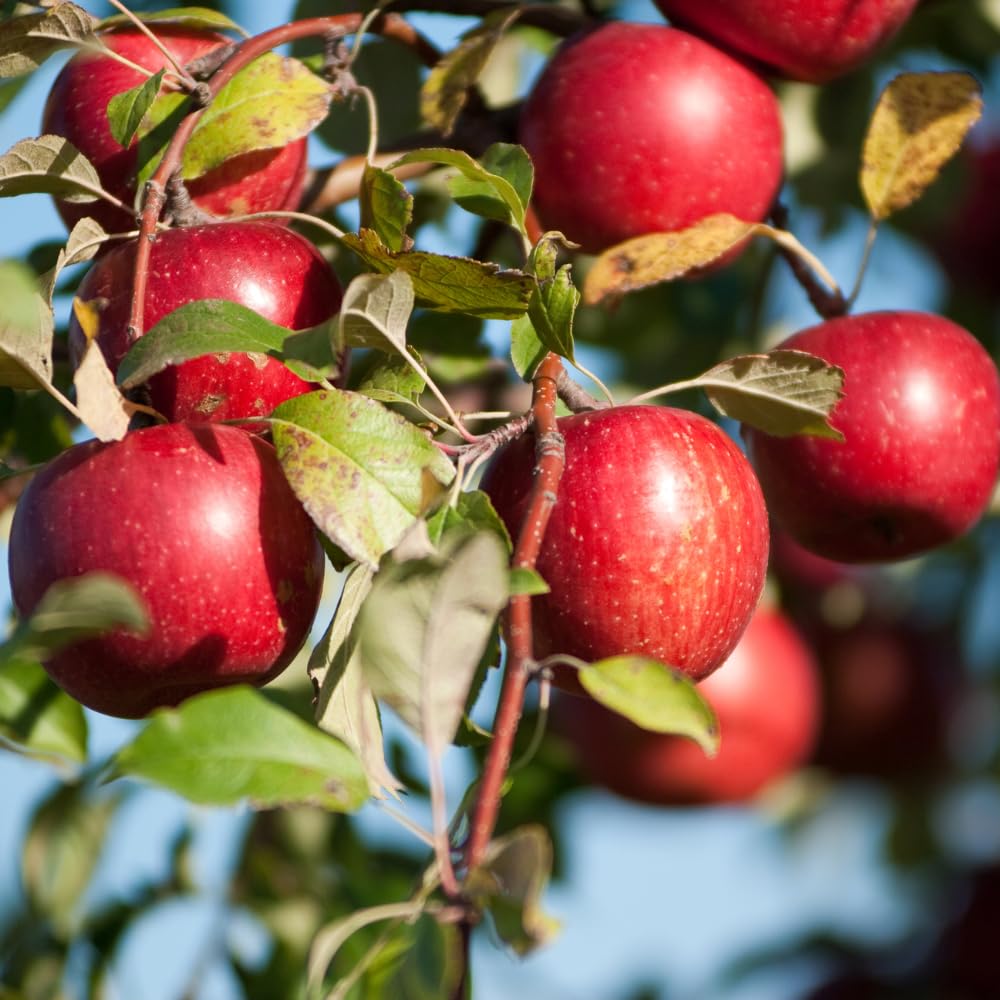 Gala Apple Tree Live Plant, 2 to 3 Feet Tall, Red Apple Tree Plant for Planting, Apple Fruit Trees Indoor Outdoor