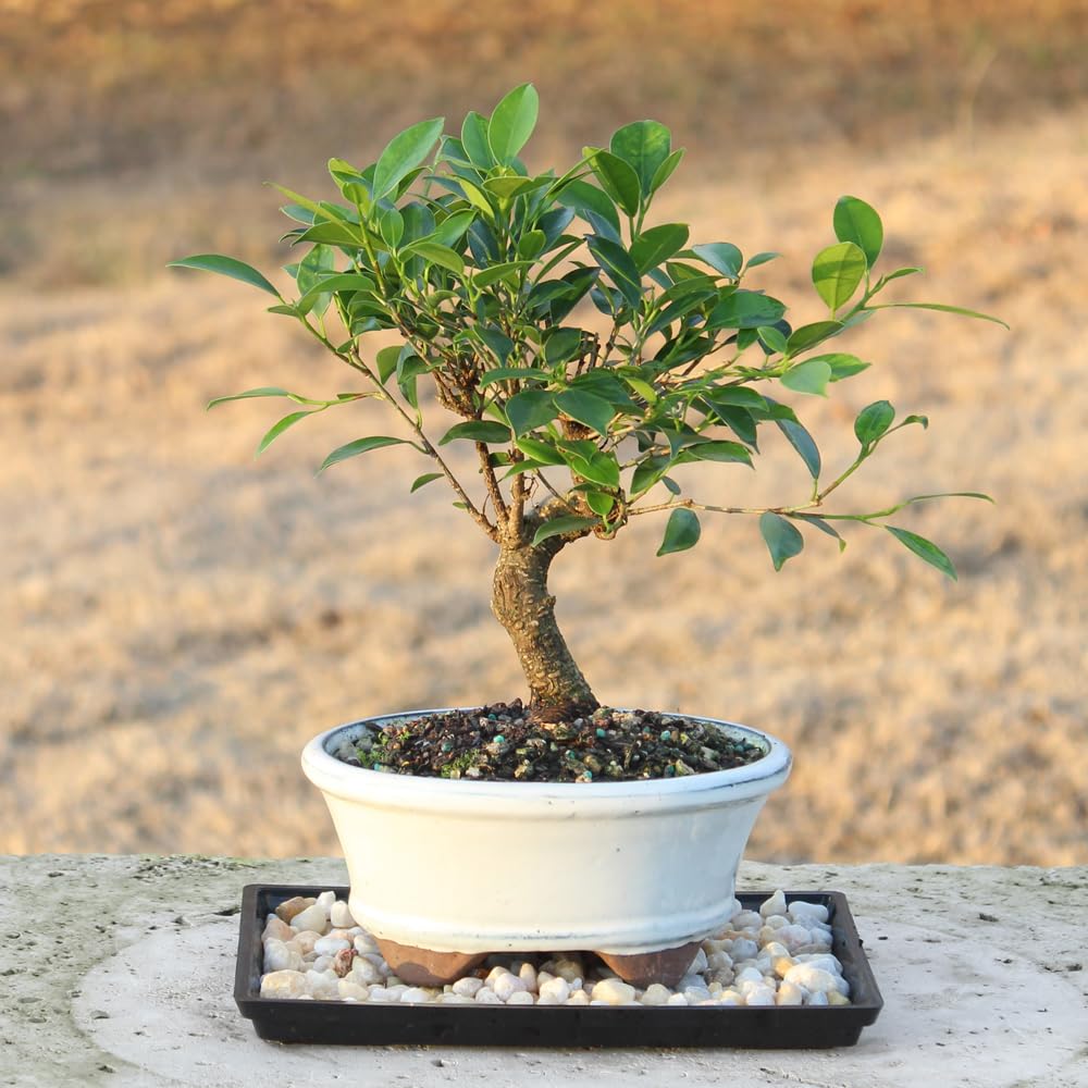 Brussel's Bonsai - Live Golden Gate Ficus Bonsai Tree with Ceramic Bonsai Pot & Humidity Tray, Indoor Bonsai Plant, 7 Years Old, 8-16 Inches Tall, Easy Care Houseplant for Home or Office (Medium)