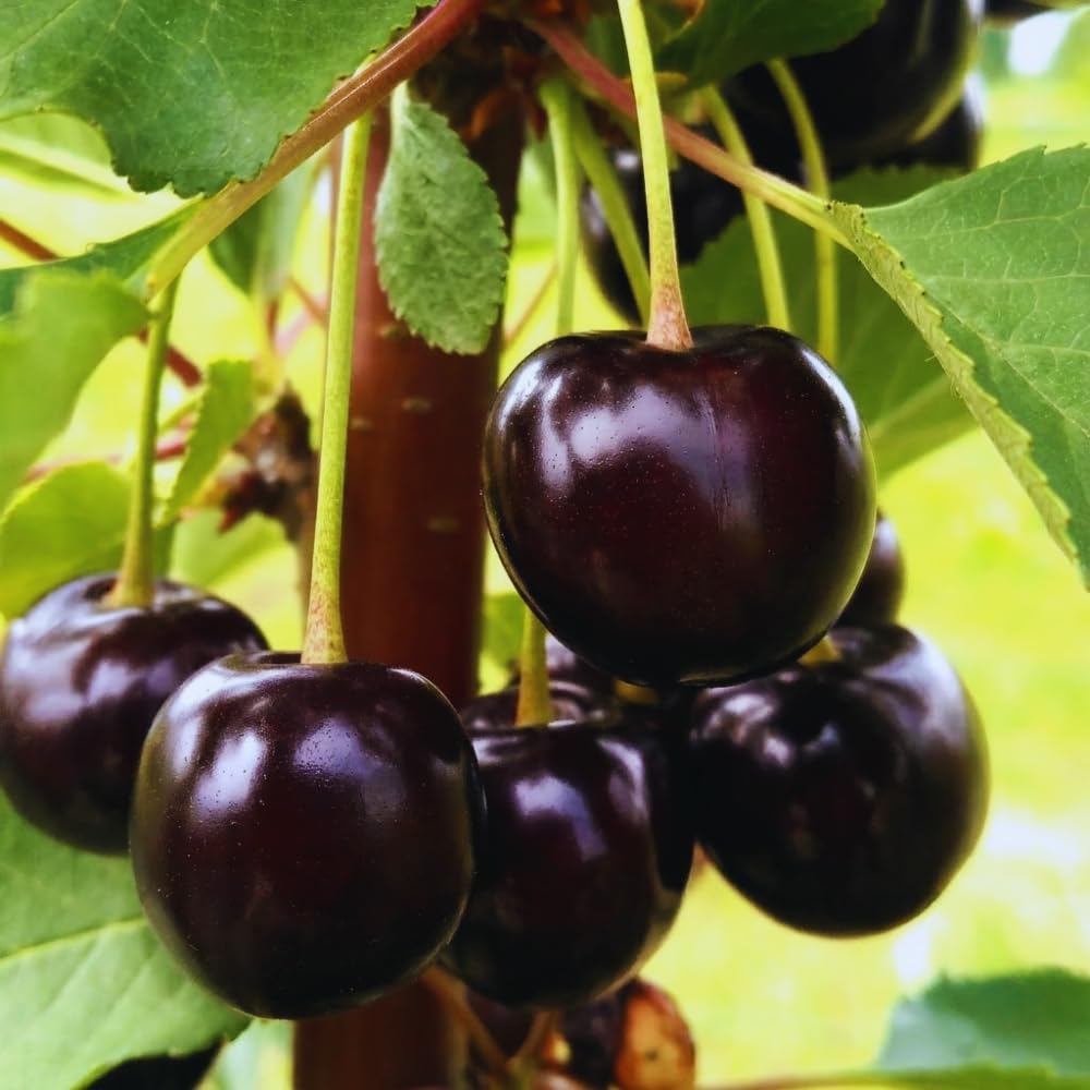 2 Black Cherry Trees Live Plants Bare Roots, Sweet Cherry Fruit Tree Plant for Gardening Outdoor, 1 to 1.5 FeetTall