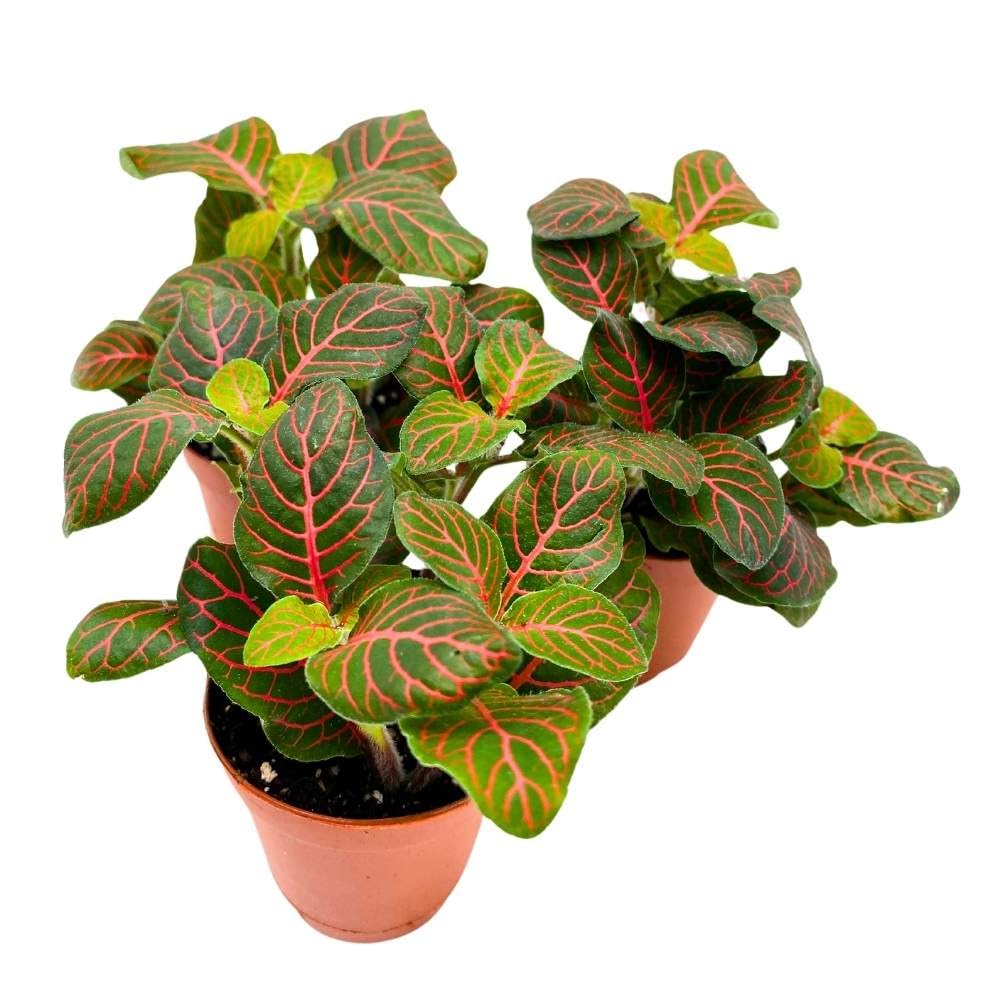 BubbleBlooms Red Nerve Plant 2 inch Set of 3 Mosaic Red Veined Fittonia Tiny Mini Pixie Plants