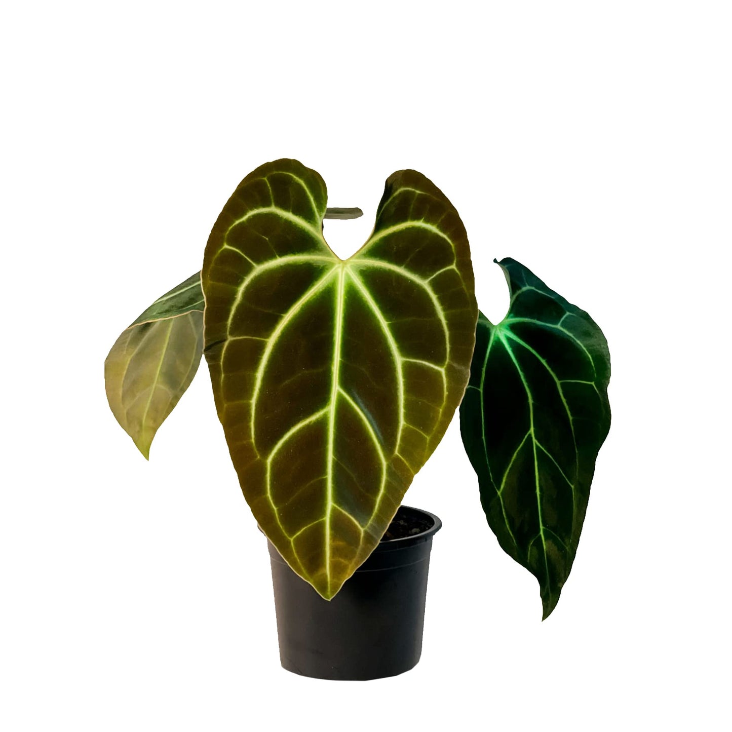 LEAL PLANTS ECUADOR Anthurium Besseae| Green Live House Plant for Indoors|Rare and Exotic Indoor Plants for Living Room|Anthuriums Live Plants |Besseae Heart Plant