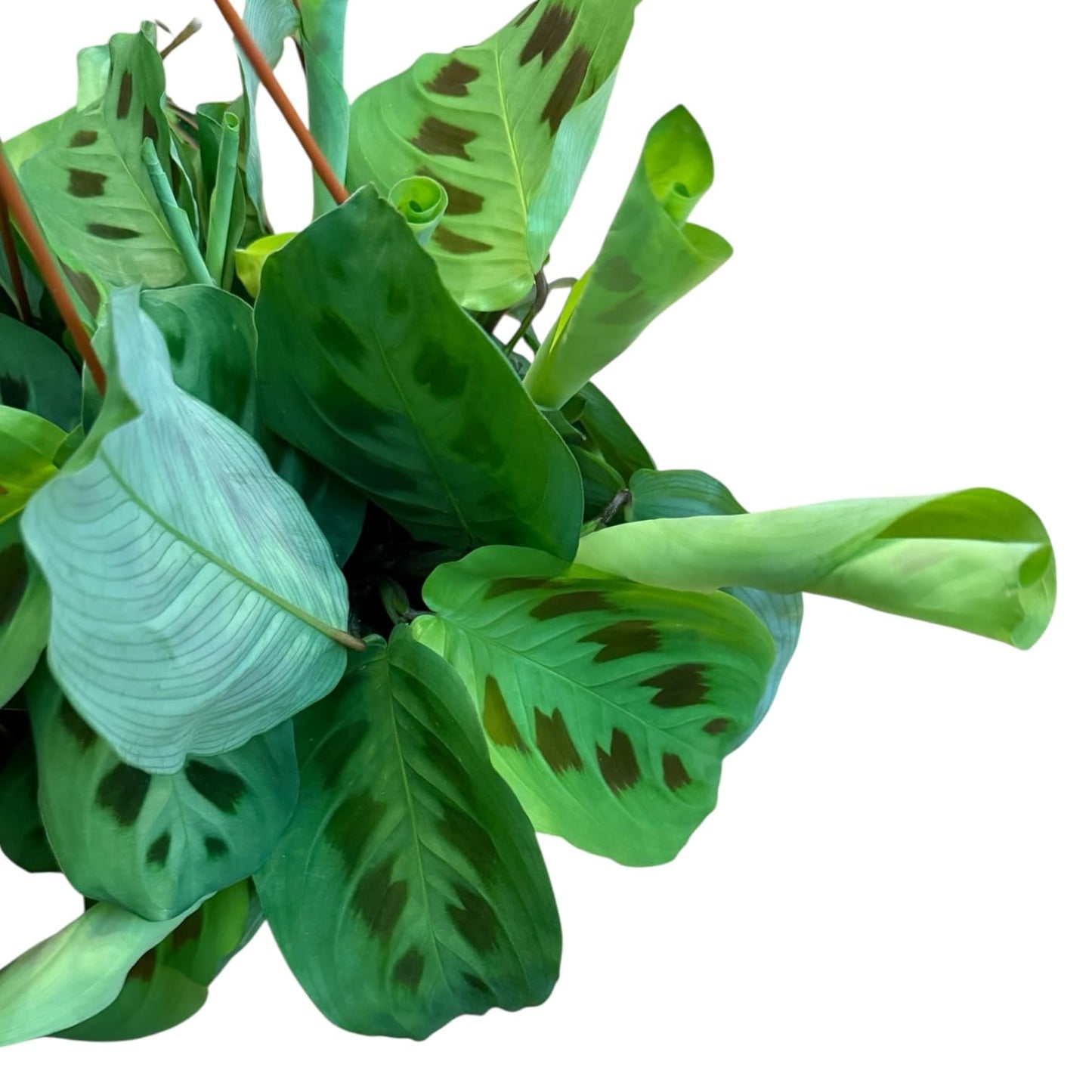 Hopewind Plants Shop Live Plant, Green Maranta Prayer Plant, Pet-Friendly, Air Purifying, Gorgeous Live Indoor Plant, Easy to Care and Rare Variety 6 inch Pot