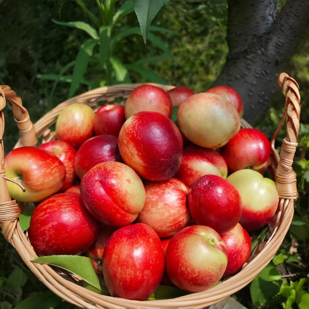 5 Nectarine Tree Seeds Non-GMO Fruit Seeds for Planting Fast-Growing, Hardy Variety Ideal for Gardeners Wanting Fresh, Homegrown Nectarines